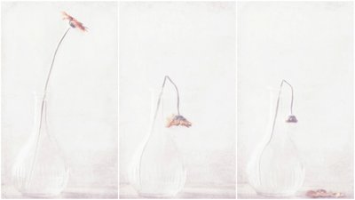Delicate Fading Flower by Delphine Devos
