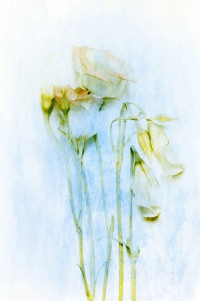 Delicate Fading Flowers by Delphine Devos