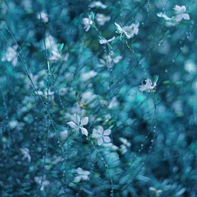 Dreamy Blue Garden Flowers by Delphine Devos