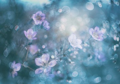 Dreamy Bokeh Flowers by Delphine Devos