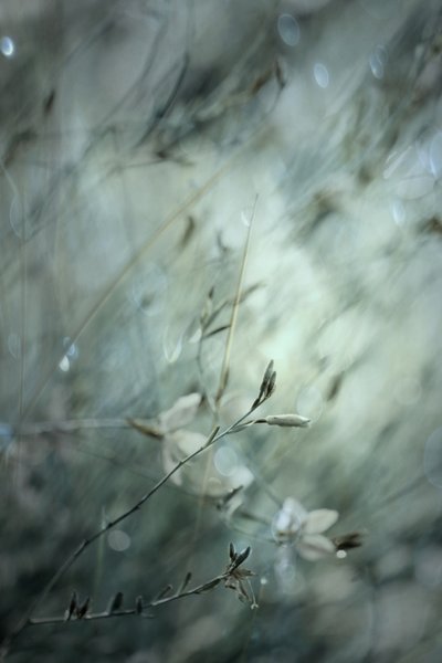 Dreamy Floral Bokeh by Delphine Devos