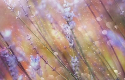 Dreamy Lavender Bokeh by Delphine Devos