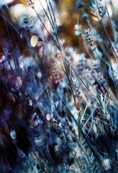 Dreamy Lavender Glow by Delphine Devos