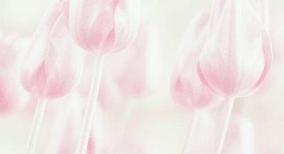 Dreamy Pastel Tulips by Delphine Devos