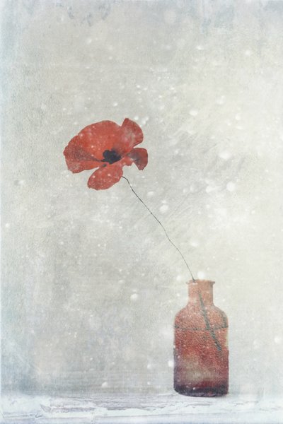 Dreamy Red Poppy by Delphine Devos