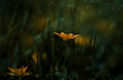 Dreamy Yellow Blooms by Delphine Devos