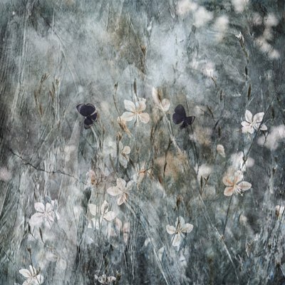 Ethereal Butterfly Garden by Delphine Devos