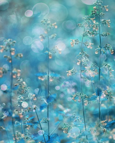 Ethereal Teal Flowers by Delphine Devos