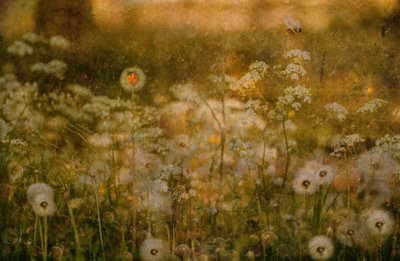 Golden Meadow Ladybug by Delphine Devos
