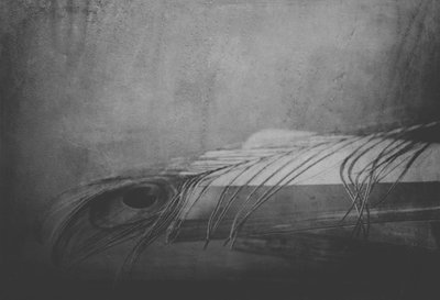 Monochrome Feather Eye by Delphine Devos