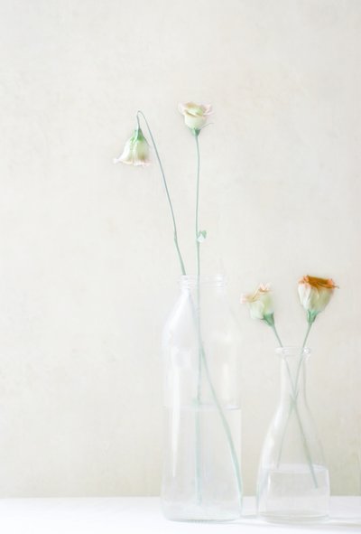 Pale Blossoms in Glass by Delphine Devos