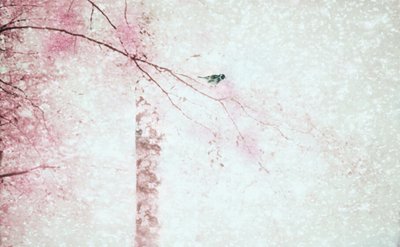 Pink Blossoms Bird by Delphine Devos