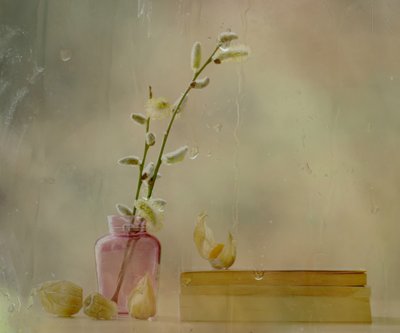 Pussy Willow and Rain by Delphine Devos