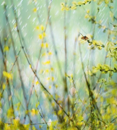 Rainy Spring Butterfly by Delphine Devos