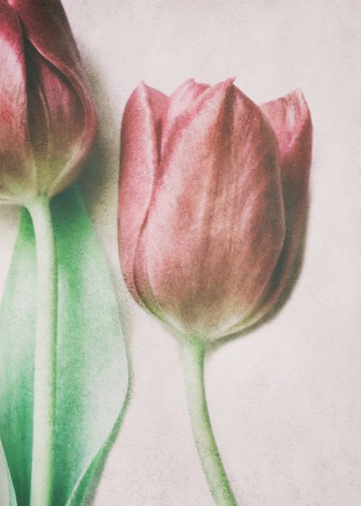 Soft Blush Tulips by Delphine Devos