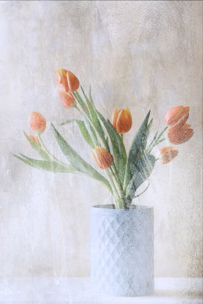 Soft Orange Tulips by Delphine Devos