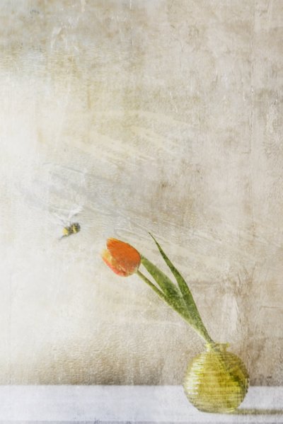 Soft Tulip And Bee by Delphine Devos
