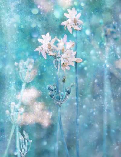 Sparkling Blue Flowers by Delphine Devos