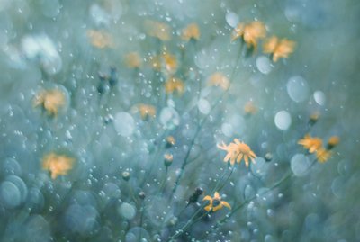 Sparkling Yellow Blooms by Delphine Devos