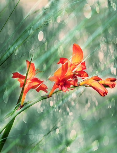 Vibrant Orange Garden Blooms by Delphine Devos