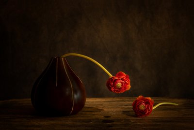 Moody Ranunculus Still Life by Dennis Zhang