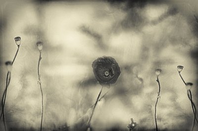 Faded Poppy Dream by Desislava Ignatova