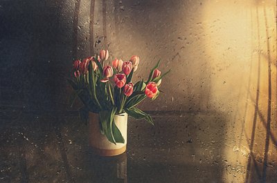 Pink Tulips Morning Light by Desislava Ignatova