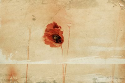 Vintage Red Poppy by Desislava Ignatova