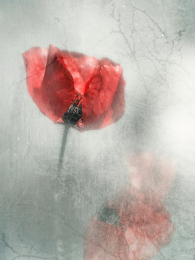 Vintage Red Poppy by Desislava Ignatova