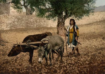 Native of Palestine working with an ox and an ass, Holy Land, c.1890-c.1900 by Detroit Photographic Co.