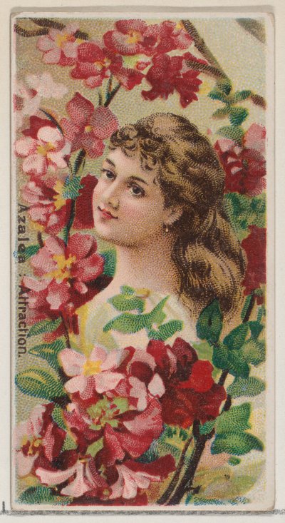 Azalea: Attraction, from the series Floral Beauties and Language of Flowers N75 for Duke, 1892 by Donaldson Brothers