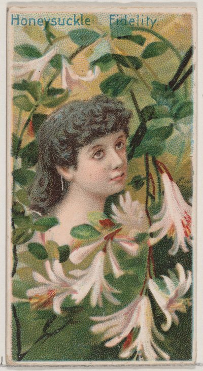 Honeysuckle: Fidelity, from the series Floral Beauties and Language of Flowers by Donaldson Brothers