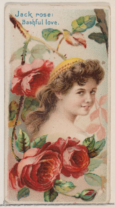 Jack Rose: Bashful Love, from the series Floral Beauties and Language of Flowers N75 by Donaldson Brothers