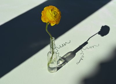 Sunlit Ranunculus Shadow by Donatella Basso