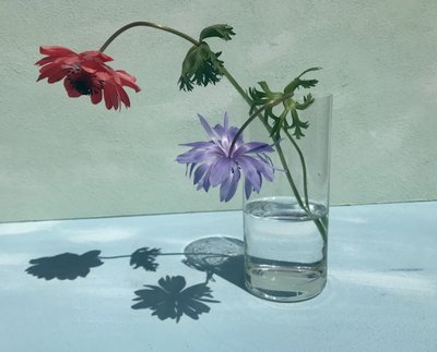 Vibrant Flower Shadows by Donatella Basso