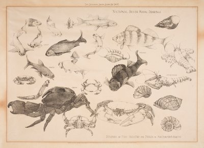 Studies of Fish Treated for Design by Dorothy Martin