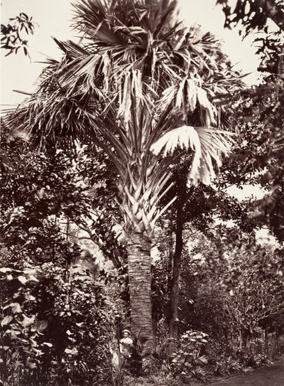 Grand Latanier by Désiré Charnay