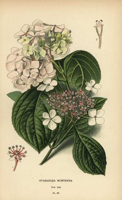 Bigleaf hydrangea, Hydrangea macrophylla by Désiré Georges Jean Marie Bois