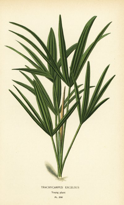 Broadleaf lady palm or bamboo palm, Rhapis excelsa (Trachycarpus excelsus). Chromolithograph from an illustration by Desire Bois from Edward Step