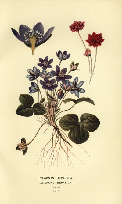 Common Hepatica by Désiré Georges Jean Marie Bois