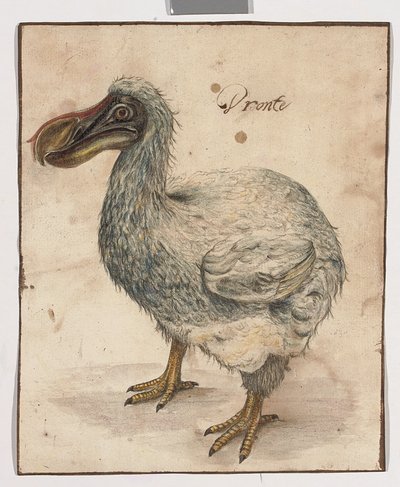 A Dodo by Dutch School