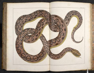 A Python, from 