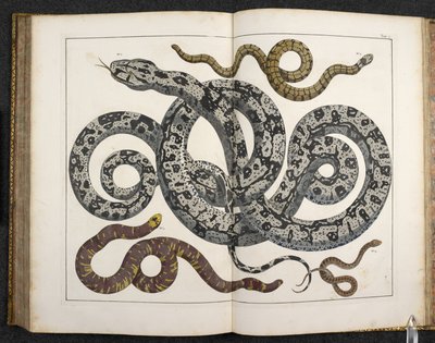 A Python, from 