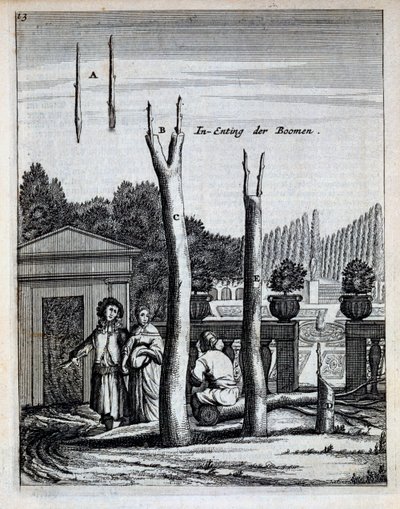 Lime and Orange Trees, from De Nederlandze Hesperides by Jan Commelin, published 1676 by Dutch School