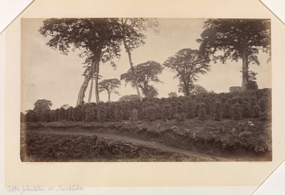 Coffee Plantation at Las Nubes, Guatemala by Eadweard Muybridge