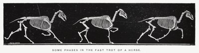 Some phases in the fast trot of a horse by Eadweard Muybridge