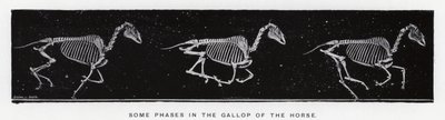 Some Phases in the Gallop of the Horse by Eadweard Muybridge