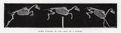 Some Phases in the Leap of a Horse by Eadweard Muybridge