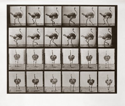 Ostrich Running, Plate 772 from Animal Locomotion by Eadweard Muybridge