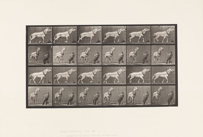 Hauling; Man Pulling at Head; Light-Gray Mare by Eadweard Muybridge